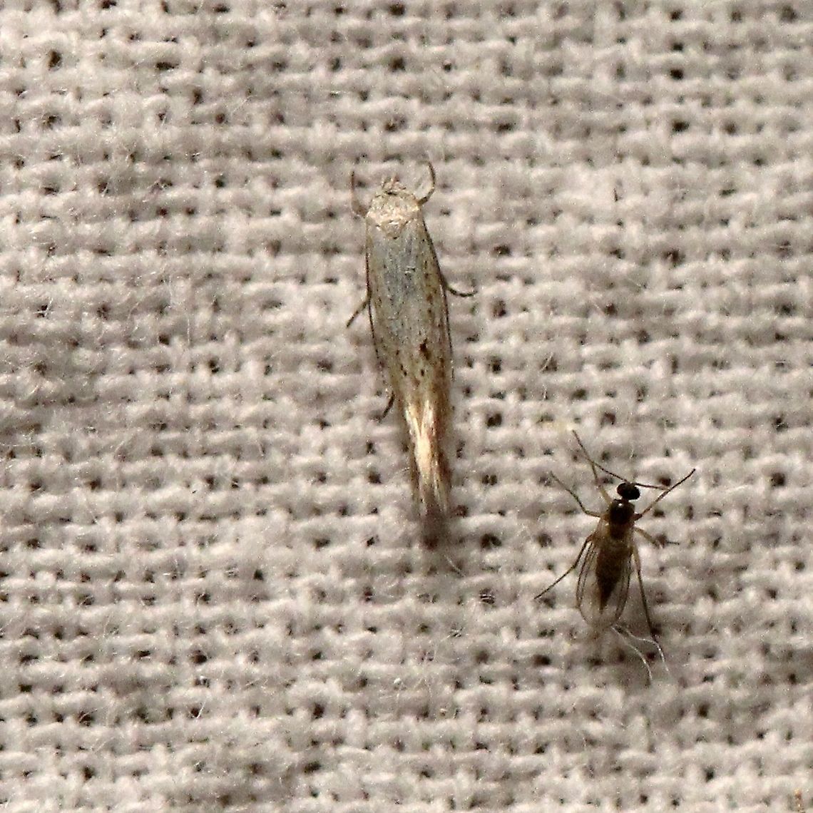 Elachista orestella  Elachista orestella,Elachistidae,Gelechioidea,Geotagged,Grass Miner Moths,Lepidoptera,Moth Week 2021,Spring,Twirler Moths,United States,insect,moth
