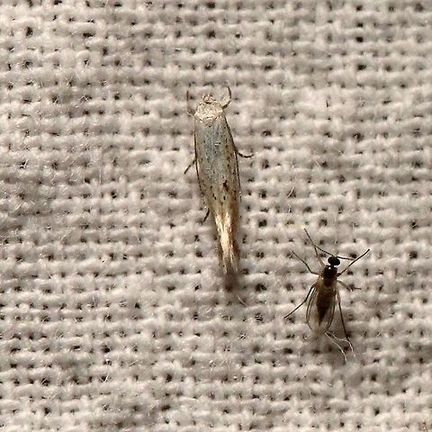 Elachista orestella  Elachista orestella,Elachistidae,Gelechioidea,Geotagged,Grass Miner Moths,Lepidoptera,Moth Week 2021,Spring,Twirler Moths,United States,insect,moth