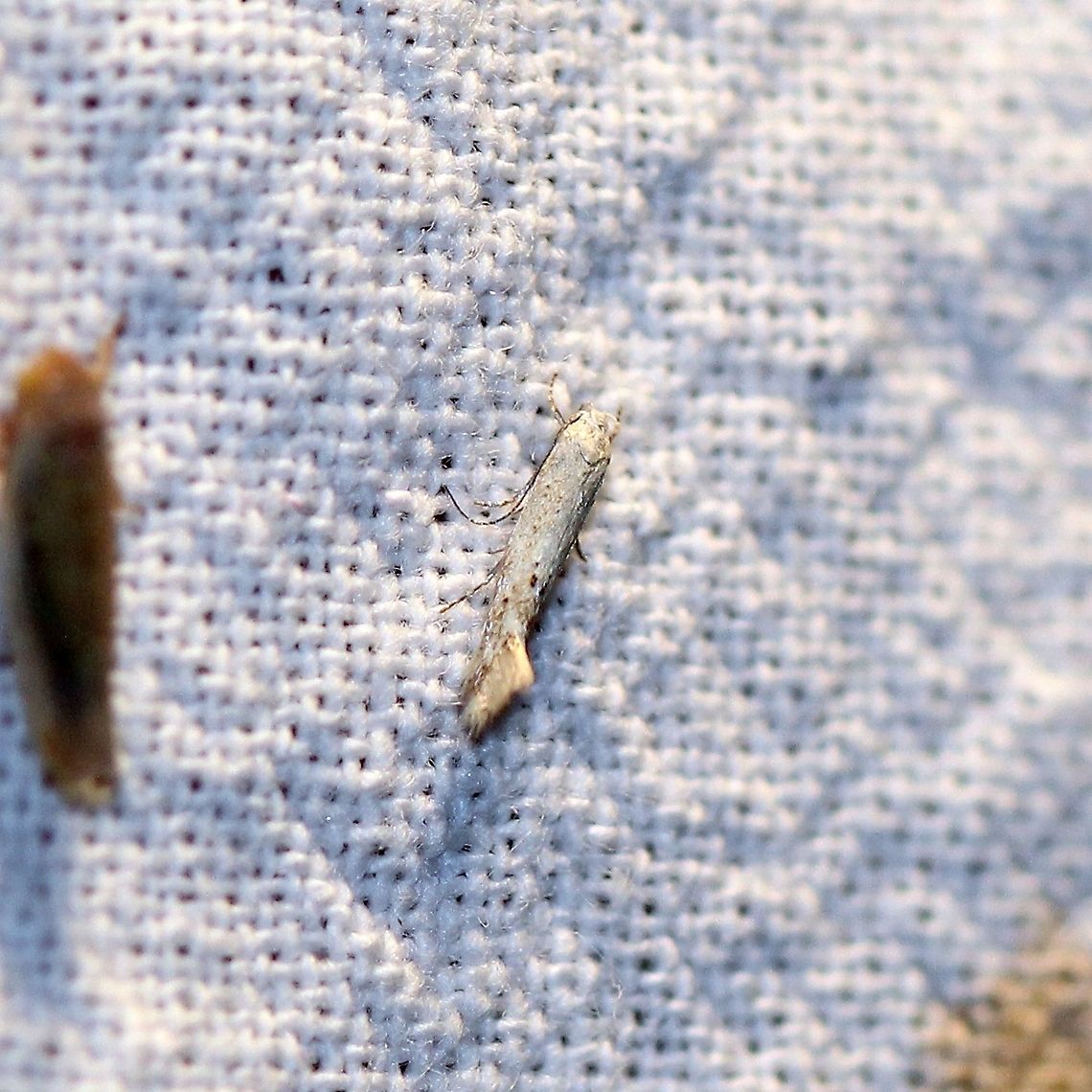 Elachista orestella  Elachista orestella,Elachistidae,Gelechioidea,Geotagged,Grass Miner Moths,Lepidoptera,Moth Week 2021,Spring,Twirler Moths,United States,insect,moth