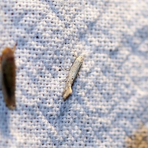 Elachista orestella  Elachista orestella,Elachistidae,Gelechioidea,Geotagged,Grass Miner Moths,Lepidoptera,Moth Week 2021,Spring,Twirler Moths,United States,insect,moth