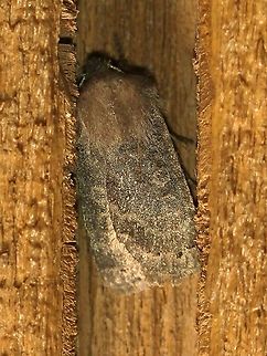 Homoglaea hircina First moth of 2021. Daytime high 36 deg. F. Evening low 25 deg. F. Snow and ice still on the ground in many places. Geotagged,Goat Sallow,Homoglaea hircina,Lepidoptera,United States,Winter,insect,moth