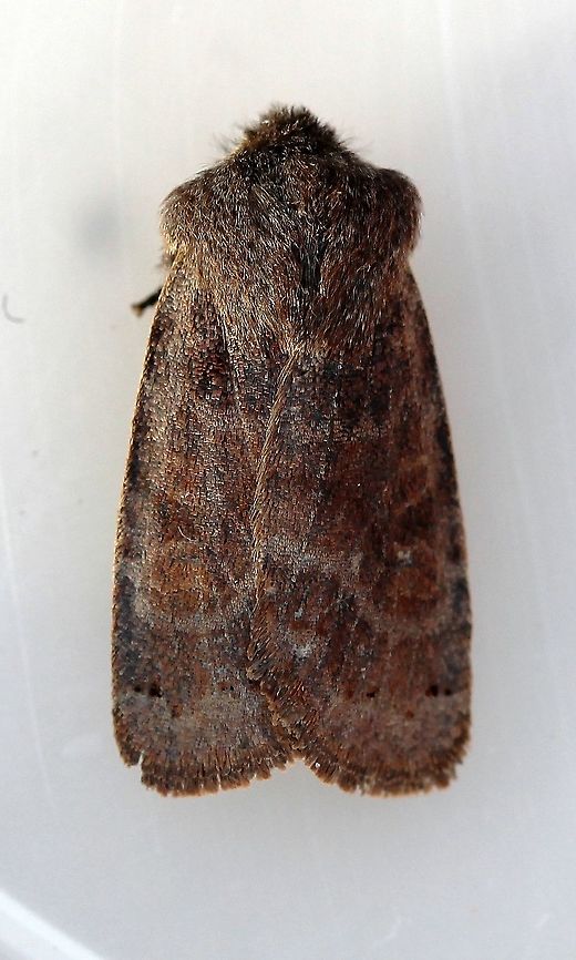 Homoglaea hircina Daytime high 28 deg. F. Evening low 14 deg. F. Geotagged,Goat Sallow,Homoglaea hircina,Lepidoptera,United States,Winter,insect,moth