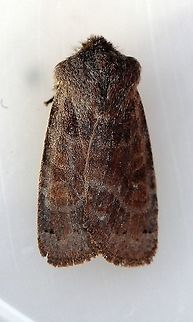 Homoglaea hircina Daytime high 28 deg. F. Evening low 14 deg. F. Geotagged,Goat Sallow,Homoglaea hircina,Lepidoptera,United States,Winter,insect,moth