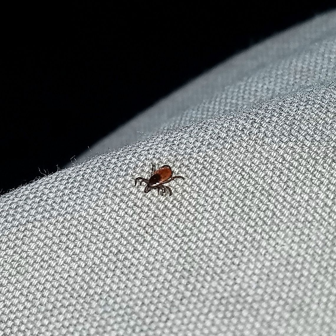 Deer Tick (Ixodes scapularis) Daytime high 36 deg. F. Most of the snow had melted away in the open areas by this date. Blacklegged Tick,Geotagged,Ixodes scapularis,United States,Winter,arachnid,tick