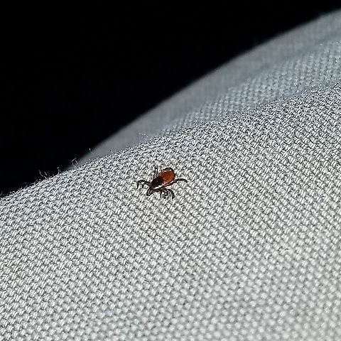 Deer Tick (Ixodes scapularis) Daytime high 36 deg. F. Most of the snow had melted away in the open areas by this date. Blacklegged Tick,Geotagged,Ixodes scapularis,United States,Winter,arachnid,tick