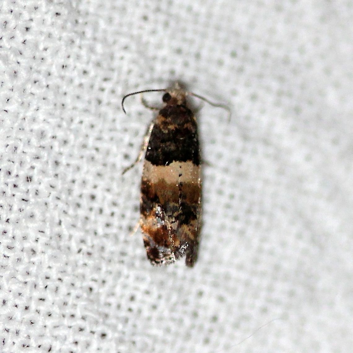 Lobesia spiraeae Found in Minnesota, USA in 2020 which represents a range extension of almost 1,000 miles west from the previously known locations in Quebec, Canada. <a href="http://mothphotographersgroup.msstate.edu/species.php?hodges=2729" rel="nofollow">http://mothphotographersgroup.msstate.edu/species.php?hodges=2729</a><br />
<br />
There is also a 2020 report of this species in Ontario but I have not been able to find where in Ontario it was found. <a href="https://mattholderfund.com/wp-content/uploads/2021/03/Ontario-Moth-Checklist-202-Update.pdf" rel="nofollow">https://mattholderfund.com/wp-content/uploads/2021/03/Ontario-Moth-Checklist-202-Update.pdf</a> Geotagged,Lepidoptera,Lobesia spiraeae,Summer,Tortricidae,United States,insect,moth