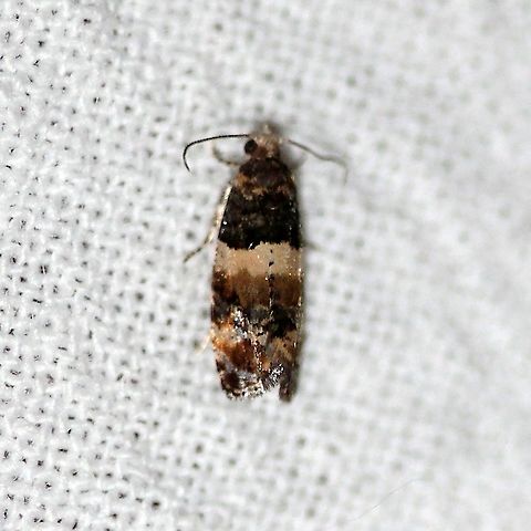 Lobesia spiraeae Found in Minnesota, USA in 2020 which represents a range extension of almost 1,000 miles west from the previously known locations in Quebec, Canada. http://mothphotographersgroup.msstate.edu/species.php?hodges=2729

There is also a 2020 report of this species in Ontario but I have not been able to find where in Ontario it was found. https://mattholderfund.com/wp-content/uploads/2021/03/Ontario-Moth-Checklist-202-Update.pdf Geotagged,Lepidoptera,Lobesia spiraeae,Summer,Tortricidae,United States,insect,moth