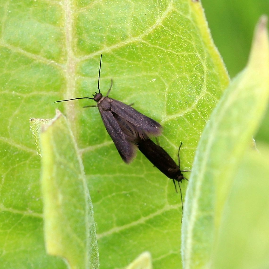 Scythris fuscicomella Mating pair on milkweed leaf. If this identification is correct then the presence of these two moths in Minnesota, USA represents a 700 mile range extension north and indicates a breeding population is present. It seems unlikely that a male and female of the species would luckily be carried northward to my place and meet each other. Geotagged,Lepidoptera,Scythrididae,Scythris fuscicomella,Spring,United States,flower moth,insect,moth