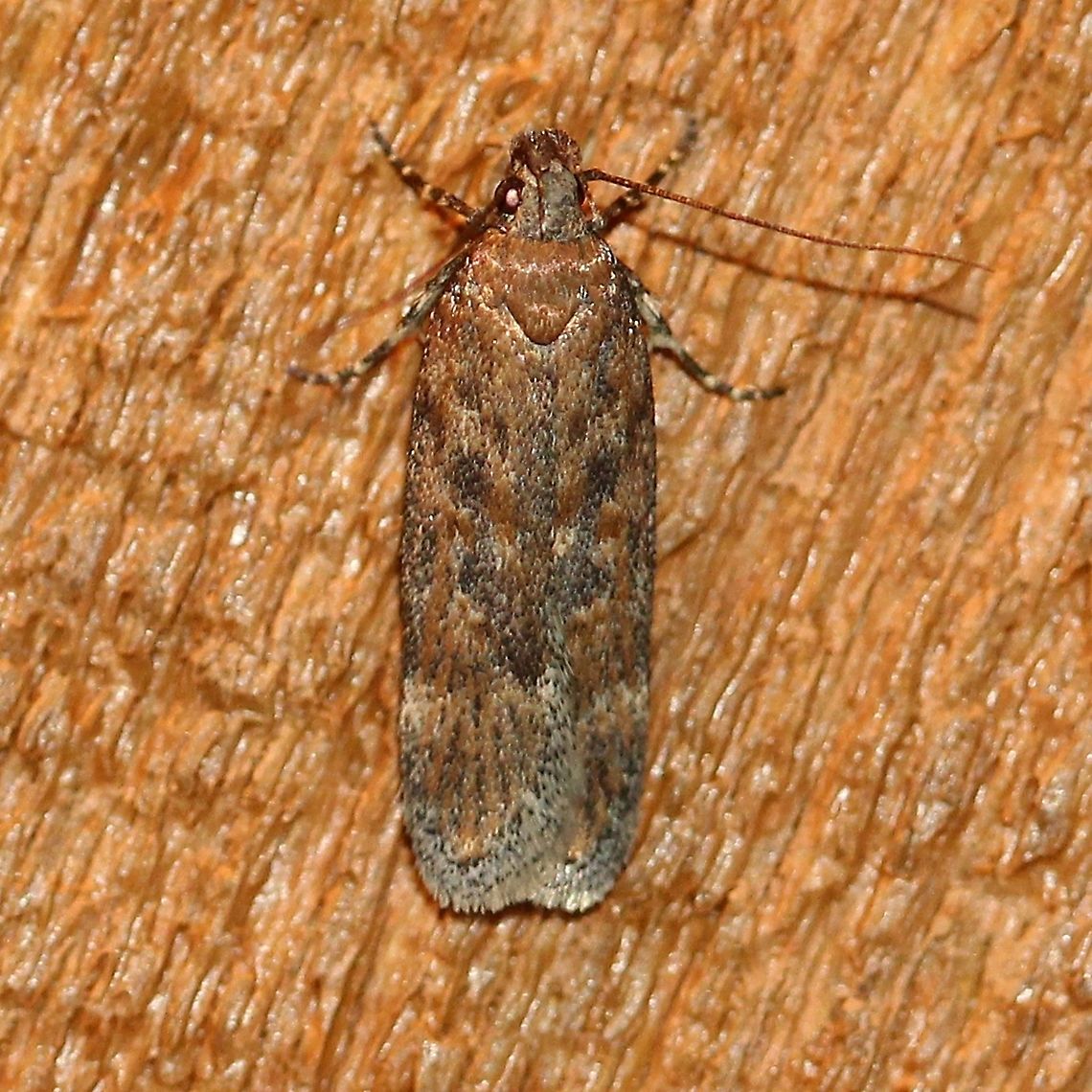 A species of Filatima Maybe Filatima serotinella. Filatima,Gelechiidae,Gelechioidea,Geotagged,Lepidoptera,Spring,Twirler Moths,United States,insect,moth