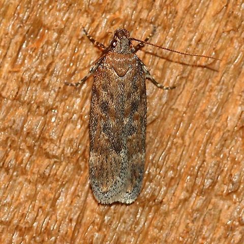 A species of Filatima Maybe Filatima serotinella. Filatima,Gelechiidae,Gelechioidea,Geotagged,Lepidoptera,Spring,Twirler Moths,United States,insect,moth