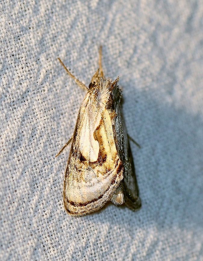 Chrysanympha formosa  Chrysanympha formosa,Geotagged,Moth Week 2021,Noctuidae,Summer,United States,insect,lepidoptera,moth