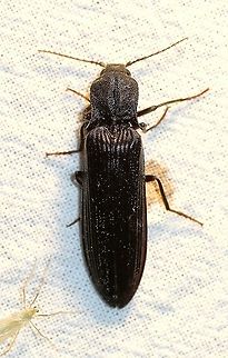 Sylvanelater furtivus  Coleoptera,Elateridae,Geotagged,Summer,Sylvanelater furtivus,United States,beetle,click beetle,insect