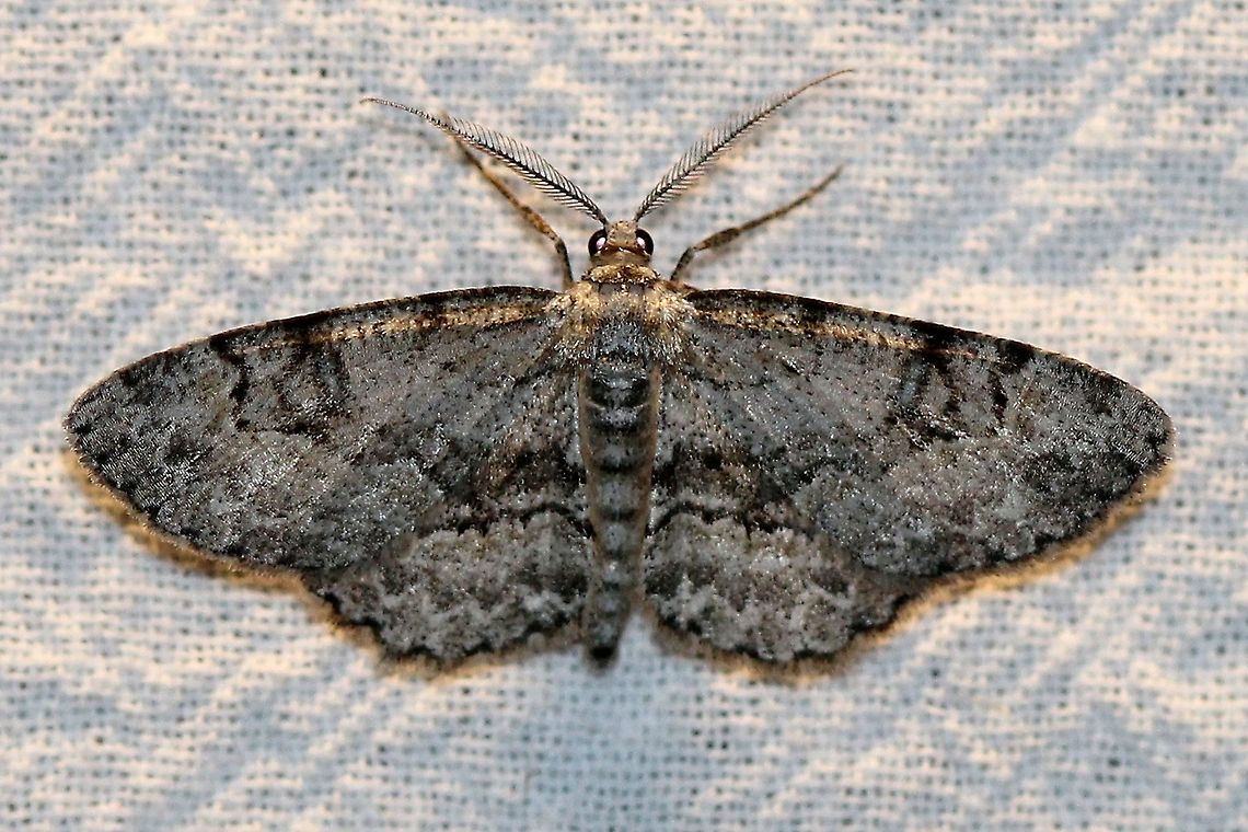 Iridopsis ephyraria  Geometridae,Geotagged,Iridopsis ephyraria,Moth Week 2021,Pale-winged gray,Summer,United States,insect,lepidoptera,moth