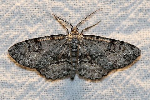 Iridopsis ephyraria  Geometridae,Geotagged,Iridopsis ephyraria,Moth Week 2021,Pale-winged gray,Summer,United States,insect,lepidoptera,moth