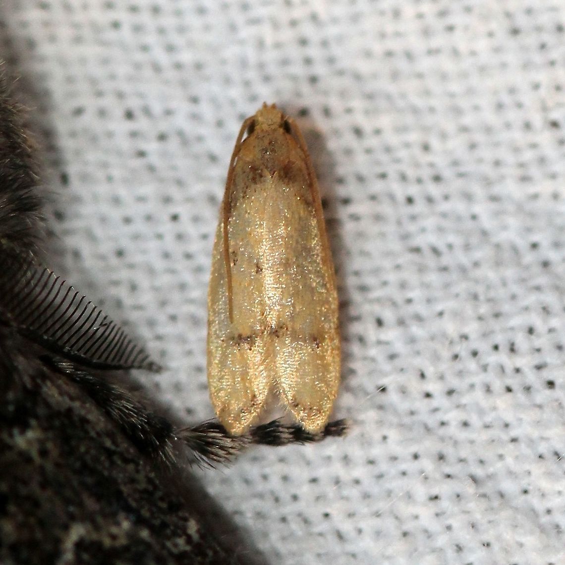 Gerdana caritella Another Gerdana caritella Autostichidae,Geotagged,Gerdana,Gerdana caritella,Lepidoptera,Summer,United States,insect,moth