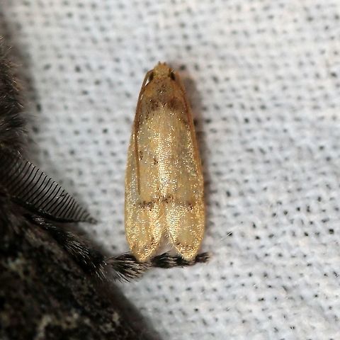 Gerdana caritella Another Gerdana caritella Autostichidae,Geotagged,Gerdana,Gerdana caritella,Lepidoptera,Summer,United States,insect,moth