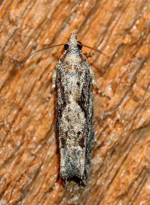 Gretchena amatana A 400 mile range extension north. <a href="http://mothphotographersgroup.msstate.edu/species.php?hodges=3264" rel="nofollow">http://mothphotographersgroup.msstate.edu/species.php?hodges=3264</a> Geotagged,Gretchena amatana,Lepidoptera,Spring,Tortricidae,United States,insect,moth