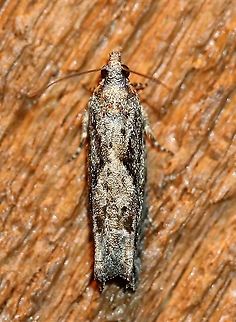 Gretchena amatana A 400 mile range extension north. http://mothphotographersgroup.msstate.edu/species.php?hodges=3264 Geotagged,Gretchena amatana,Lepidoptera,Spring,Tortricidae,United States,insect,moth