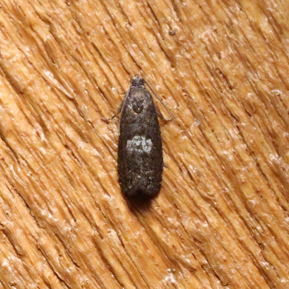 Pammene perstructana  Geotagged,Lepidoptera,Pammene perstructana,Spring,Tortricidae,United States,insect,moth