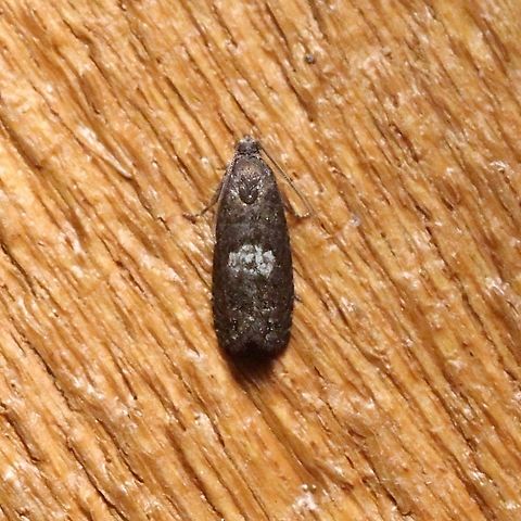 Pammene perstructana  Geotagged,Lepidoptera,Pammene perstructana,Spring,Tortricidae,United States,insect,moth