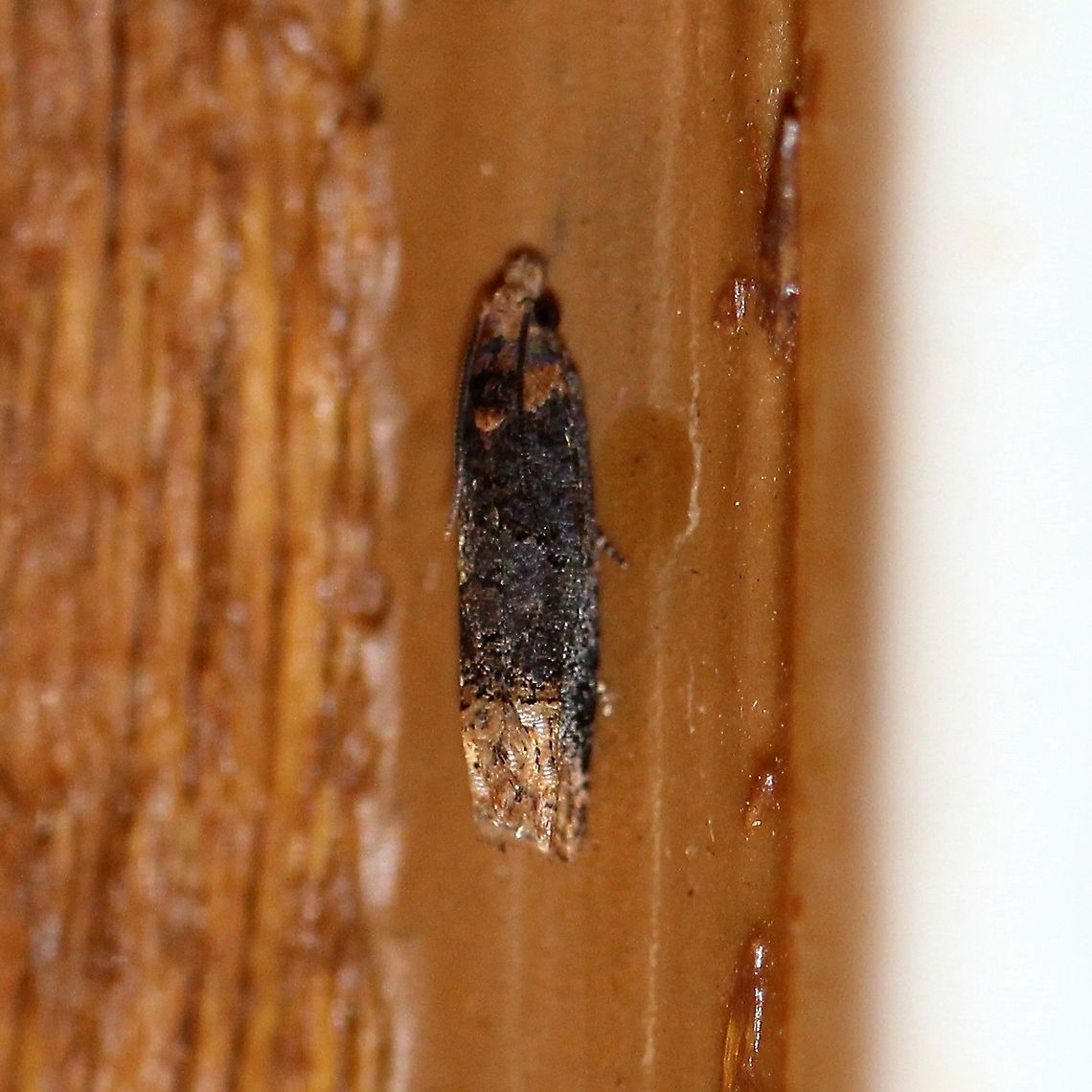 Eucosma ochroterminana Fills in the gap between southern Wisconsin and northern Minnesota. <a href="http://mothphotographersgroup.msstate.edu/species.php?hodges=2929" rel="nofollow">http://mothphotographersgroup.msstate.edu/species.php?hodges=2929</a> Buff-tipped Eucosma,Eucosma ochroterminana,Geotagged,Summer,Tortricidae,United States,insect,lepidoptera,moth