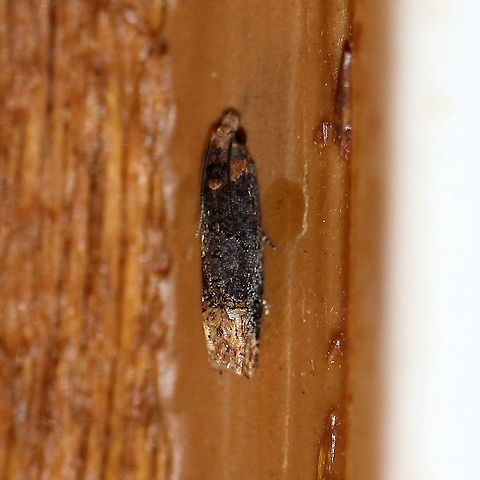 Eucosma ochroterminana Fills in the gap between southern Wisconsin and northern Minnesota. http://mothphotographersgroup.msstate.edu/species.php?hodges=2929 Buff-tipped Eucosma,Eucosma ochroterminana,Geotagged,Summer,Tortricidae,United States,insect,lepidoptera,moth