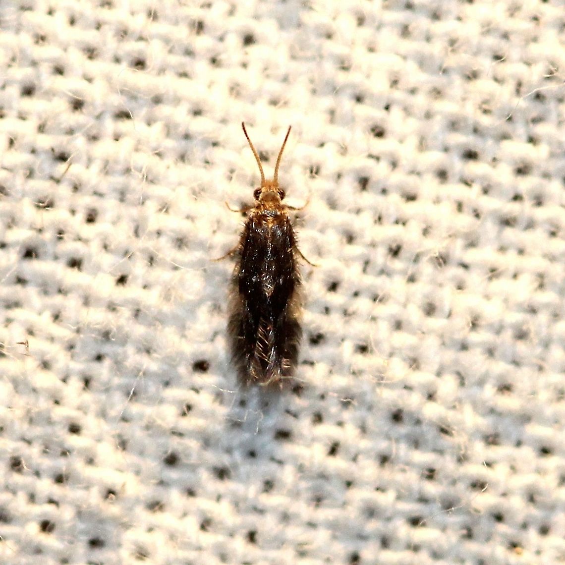 A microcaddisfly (Hydroptilidae) possibly Hydroptila callia. Looks like Hydroptila callia but this is only guess for now. This may also be in the genus Oxyethira. <a href="https://bugguide.net/node/view/1902025/bgimage" rel="nofollow">https://bugguide.net/node/view/1902025/bgimage</a> Geotagged,Hydroptila callia,Hydroptilidae,Summer,Trichoptera,United States,caddisfly,insect,microcaddisfly