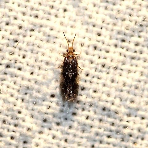 A microcaddisfly (Hydroptilidae) possibly Hydroptila callia. Looks like Hydroptila callia but this is only guess for now. This may also be in the genus Oxyethira. https://bugguide.net/node/view/1902025/bgimage Geotagged,Hydroptila callia,Hydroptilidae,Summer,Trichoptera,United States,caddisfly,insect,microcaddisfly