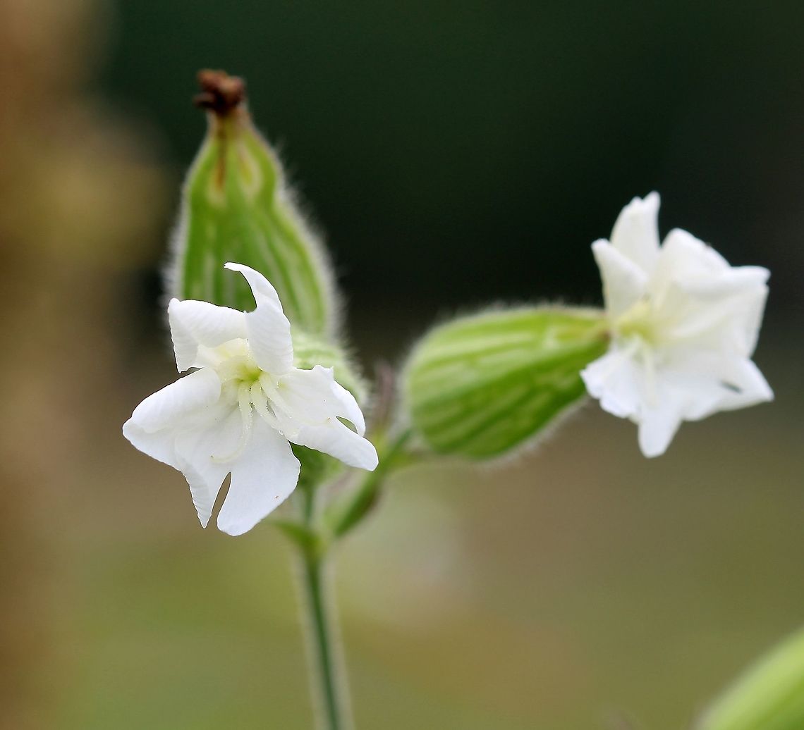 Silene latifolia (White Campion)  Caryophyllaceae,Geotagged,Silene latifolia,Summer,United States,White Campion,angiosperm,white flower
