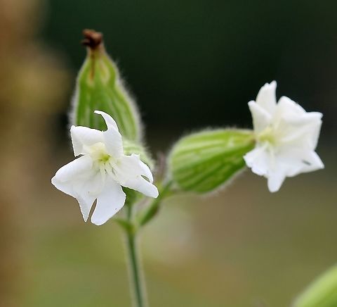 Silene latifolia (White Campion)  Caryophyllaceae,Geotagged,Silene latifolia,Summer,United States,White Campion,angiosperm,white flower
