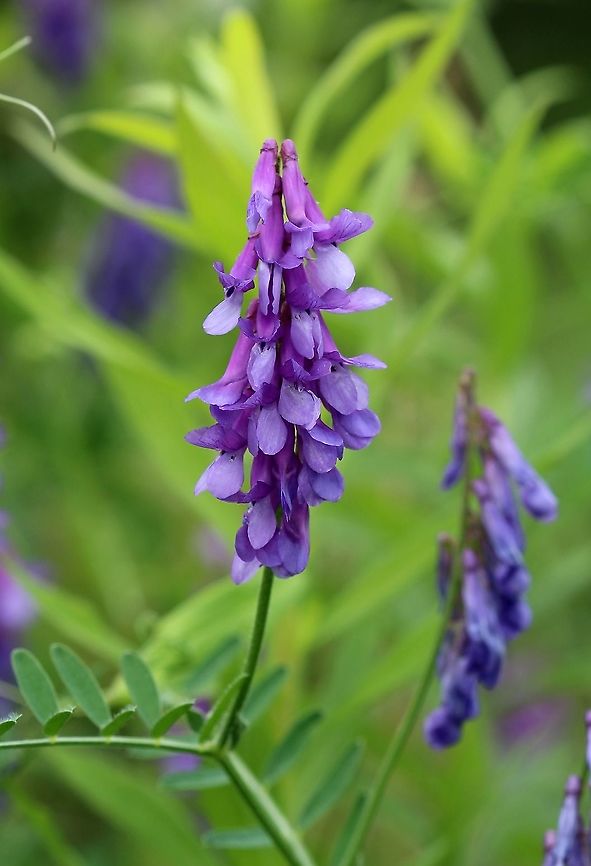 Vicia cracca (cow vetch)  Fabaceae,Geotagged,Summer,United States,Vicia cracca,angiosperm,cow vetch,legume,vetch