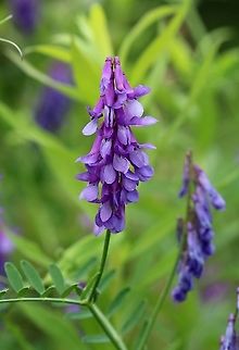 Vicia cracca (cow vetch)  Fabaceae,Geotagged,Summer,United States,Vicia cracca,angiosperm,cow vetch,legume,vetch