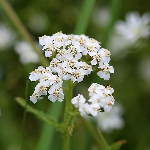Achillea millefolium (yarrow)  Achillea millefolium,Asteraceae,Common yarrow,Geotagged,Summer,United States,angiosperm,plant,white flowers,yarrow