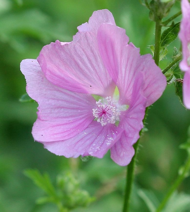 Malva alcea (greater musk mallow) Naturalized in a damp area along the edge of a driveway. Flowers without a strong odor. Geotagged,Greater Musk-mallow,Malva alcea,Malvaceae,Summer,United States,angiosperm,pink flower,plant