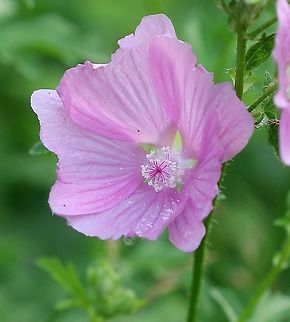 Malva alcea (greater musk mallow) Naturalized in a damp area along the edge of a driveway. Flowers without a strong odor. Geotagged,Greater Musk-mallow,Malva alcea,Malvaceae,Summer,United States,angiosperm,pink flower,plant
