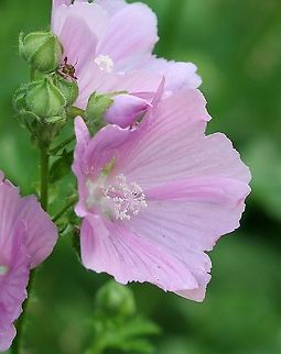 Malva alcea (greater musk mallow) Naturalized in a damp area along the edge of a driveway. Flowers without a strong odor. Geotagged,Greater Musk-mallow,Malva alcea,Malvaceae,Summer,United States,angiosperm,pink flower,plant