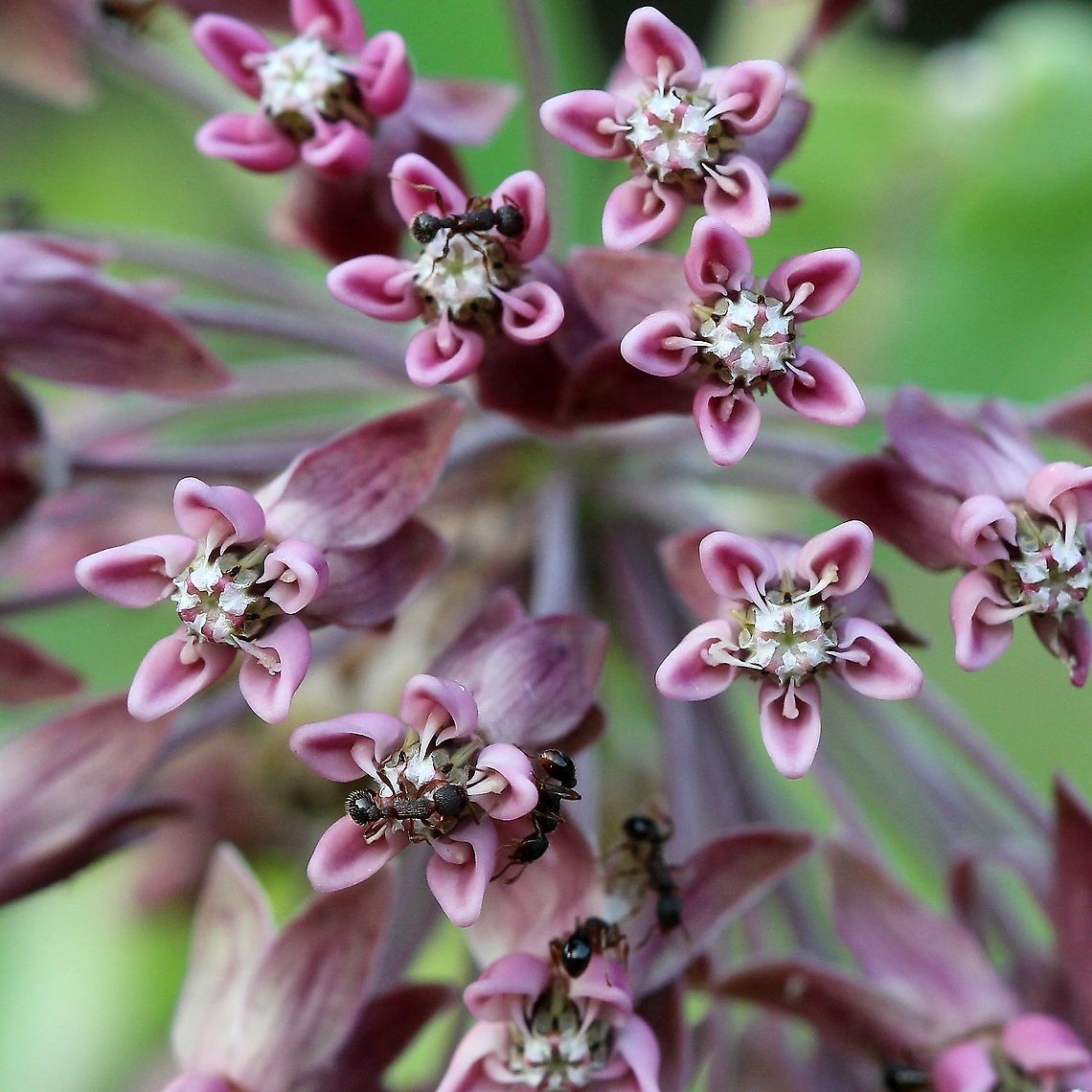 Asclepias syriaca (common milkweed) Flowers with ants collecting nectar. Asclepias syriaca,Common Milkweed,Geotagged,Summer,United States,angiosperm,ants,milkweed,pink flowers
