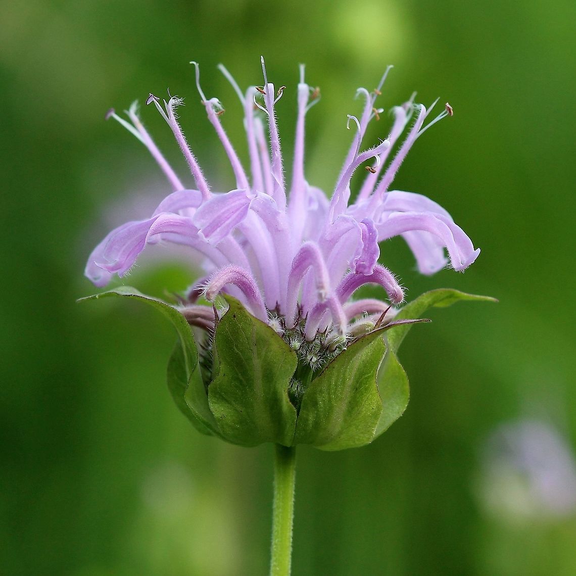 Monarda fistulosa (bergamot, monarda, wild bee balm)  Geotagged,Lamiaceae,Monarda fistulosa,Summer,United States,Wild bergamot,angiosperm,bergamot,monarda