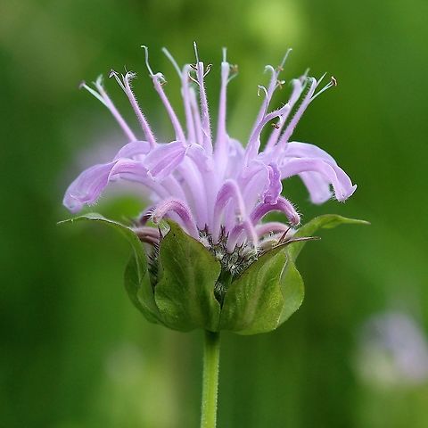 Monarda fistulosa (bergamot, monarda, wild bee balm)  Geotagged,Lamiaceae,Monarda fistulosa,Summer,United States,Wild bergamot,angiosperm,bergamot,monarda