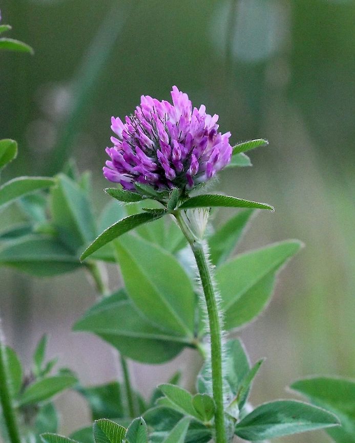 Trifolium pratense (red clover)  Geotagged,Red clover,Summer,Trifolium pratense,United States,angiosperm,clover,fabaceae,legume,red clover