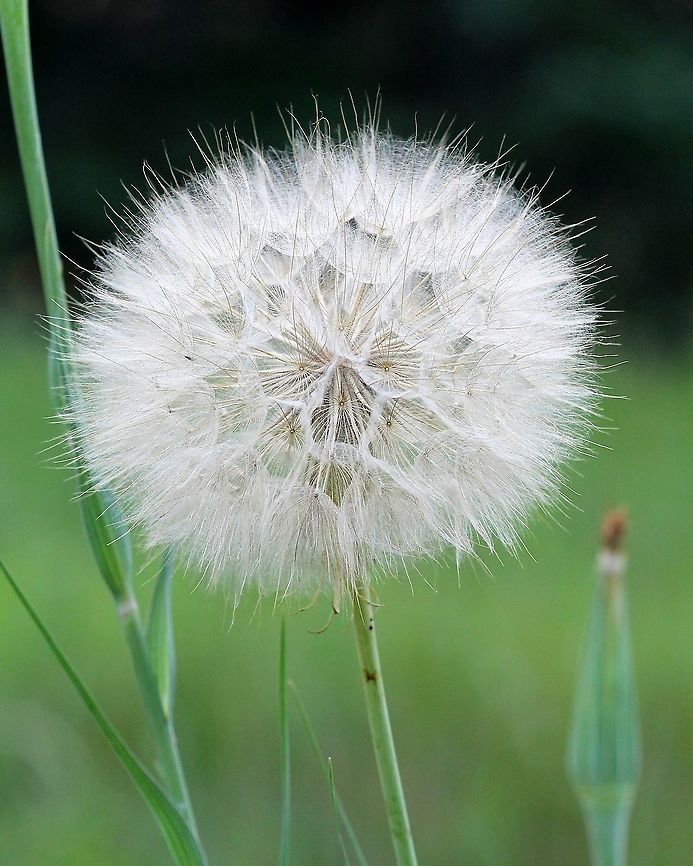 Tragopogon dubius (Goats Beard) seed head  Asteraceae,Geotagged,Goats Beard,Summer,Tragopogon dubius,United States,Western salsify,angiosperm,plume