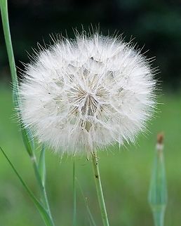 Tragopogon dubius (Goats Beard) seed head  Asteraceae,Geotagged,Goats Beard,Summer,Tragopogon dubius,United States,Western salsify,angiosperm,plume