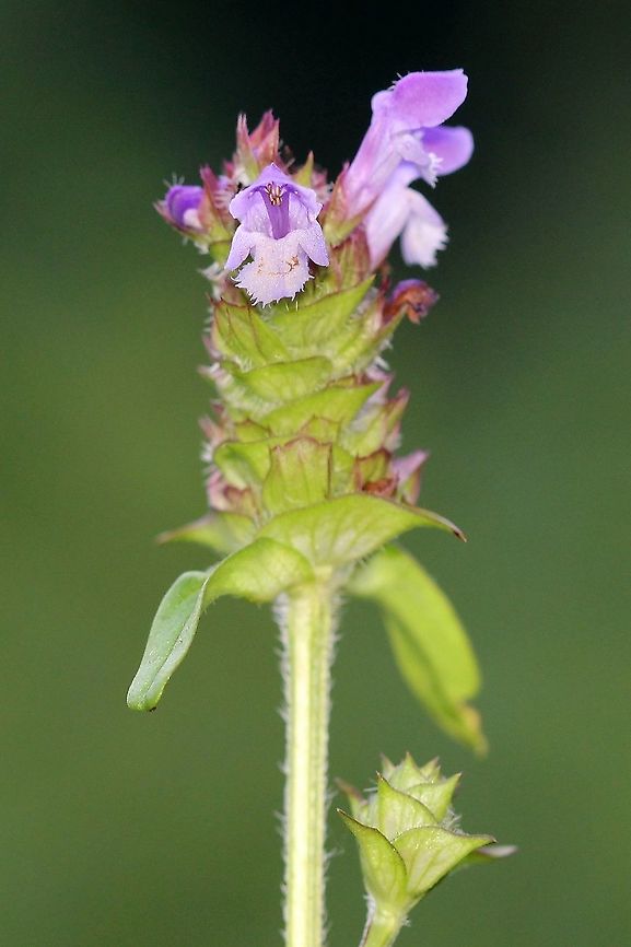 Prunella vulgaris (Self-heal)  Common self-heal,Geotagged,Lamiaceae,Prunella vulgaris,Summer,United States,angiosperm,plant,self-heal