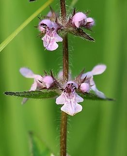 Stachys hispida (hedgenettle) In a grass and sedge wetland. Geotagged,Lamiaceae,Stachys hispida,Stachys palustris,Stachys tenuifolia,Summer,United States,angiosperm,hedgenettle