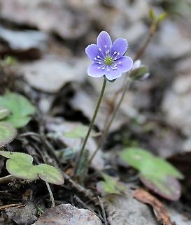 Anemone americana (Round-lobed Hepatica)  Anemone americana,Geotagged,Hepatica nobilis,Liverleaf,Ranunculaceae,Round-lobed Hepatica,Spring,United States,angiosperm,flower,plant