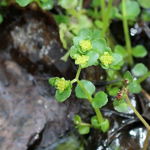 Chrysosplenium americanum (American Golden Saxifrage) in a seepage. American Golden Saxifrage,Chrysosplenium americanum,Geotagged,Spring,United States,angiosperm,plant,seepage,wetland