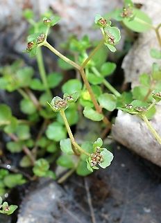 Chrysosplenium americanum (American Golden Saxifrage) In a seepage. American Golden Saxifrage,Chrysosplenium americanum,Geotagged,Golden saxifrage,Spring,United States,angiosperm,plant,seepage,wetland