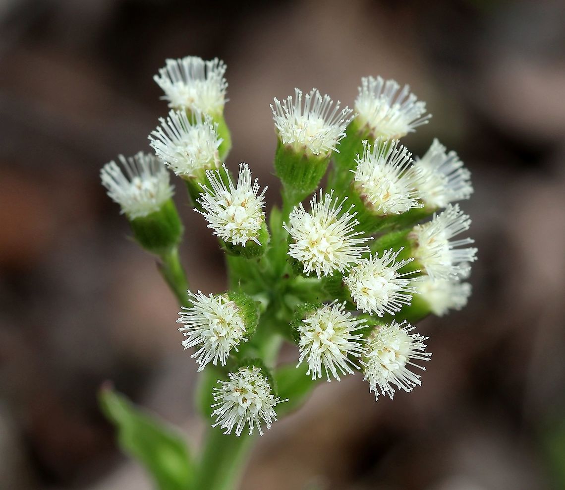 Petasites frigidus var. palmatus (sweet coltsfoot) flowers In a moist aspen forest. Arctic sweet coltsfoot,Asteraceae,Geotagged,Petasites frigidus,Petasites frigidus var. palmatus,Spring,United States,angiosperm,plant
