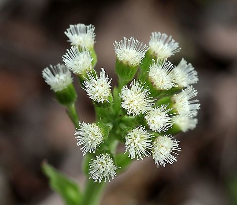 Petasites frigidus var. palmatus (sweet coltsfoot) flowers In a moist aspen forest. Arctic sweet coltsfoot,Asteraceae,Geotagged,Petasites frigidus,Petasites frigidus var. palmatus,Spring,United States,angiosperm,plant