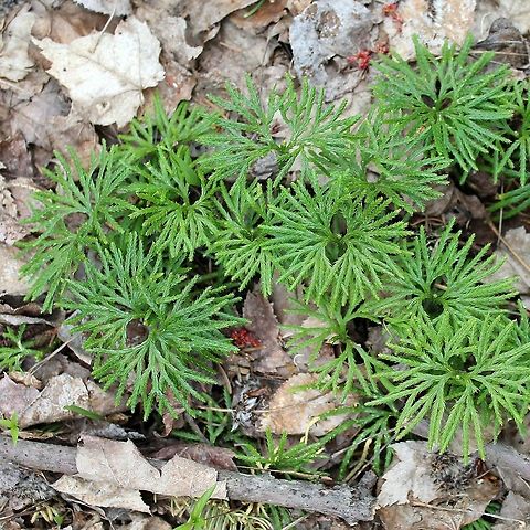 Diphasiastrum digitatum (fan-leaf clubmoss, running ground-cedar)  Diphasiastrum digitatum,Fan Clubmoss,Geotagged,Spring,United States,clubmoss,fan-leaf clubmoss,lycophyte,plant